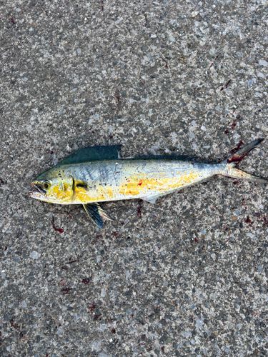 シイラの釣果