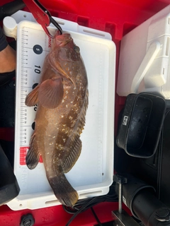 アコウの釣果