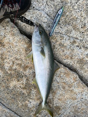 ヒラマサの釣果
