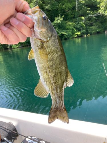 スモールマウスバス