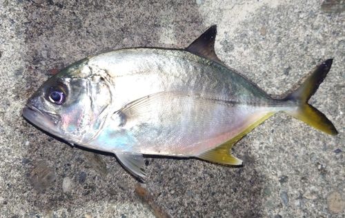 メッキの釣果