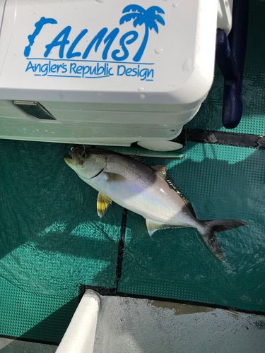 カンパチの釣果