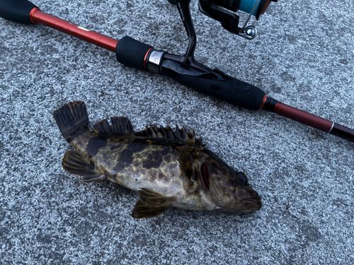 タケノコメバルの釣果