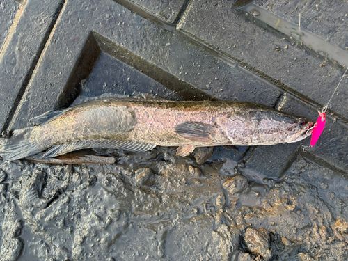 ライギョの釣果