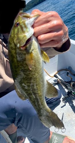 スモールマウスバスの釣果