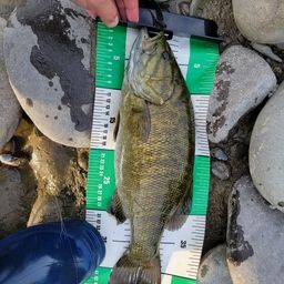 スモールマウスバス