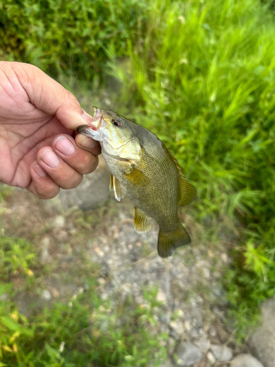 スモールマウスバス