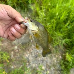 スモールマウスバス