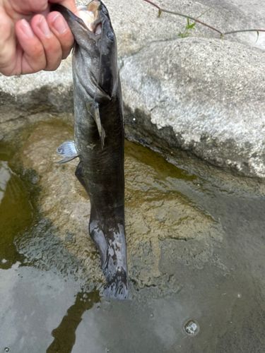 ナマズの釣果
