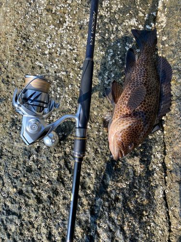 オオモンハタの釣果