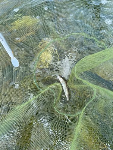 アユの釣果