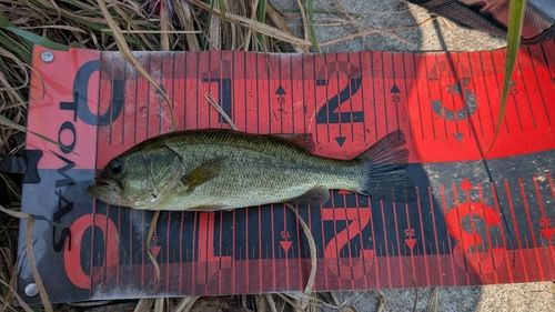 ラージマウスバスの釣果