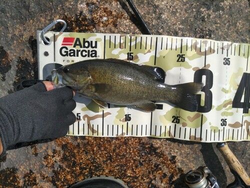 スモールマウスバスの釣果