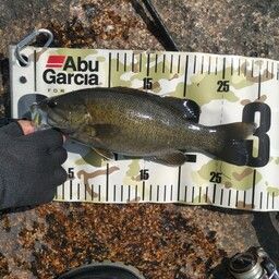 スモールマウスバス