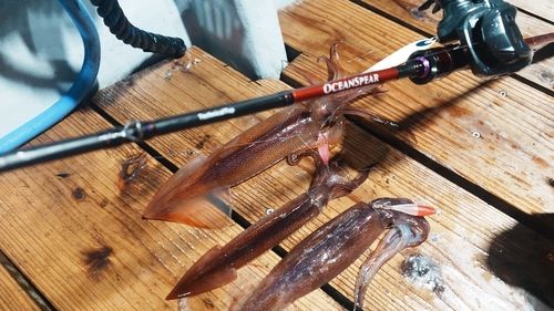 スルメイカの釣果