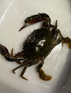イシガニの釣果