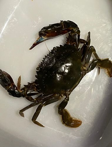 イシガニの釣果
