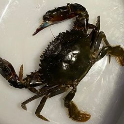 イシガニ