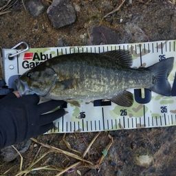 スモールマウスバス