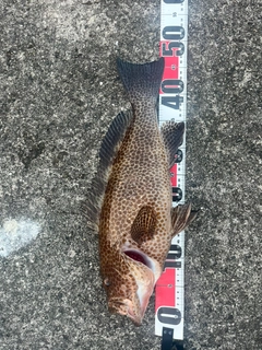 オオモンハタの釣果
