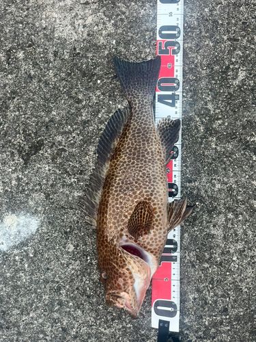 オオモンハタの釣果