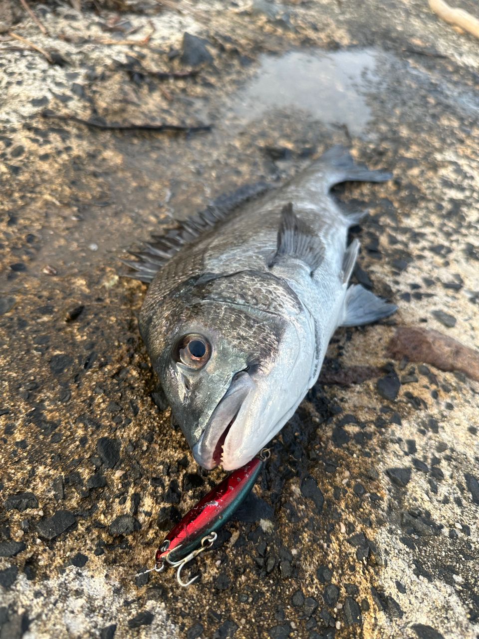 クロダイ