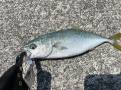 ワカシの釣果