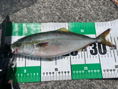 ワカシの釣果