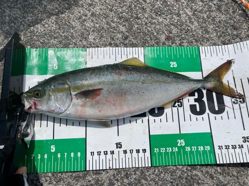 ワカシの釣果