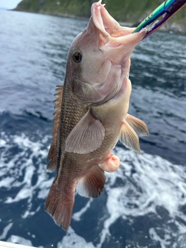 コブダイの釣果