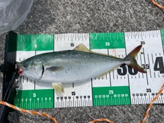 ワカシの釣果