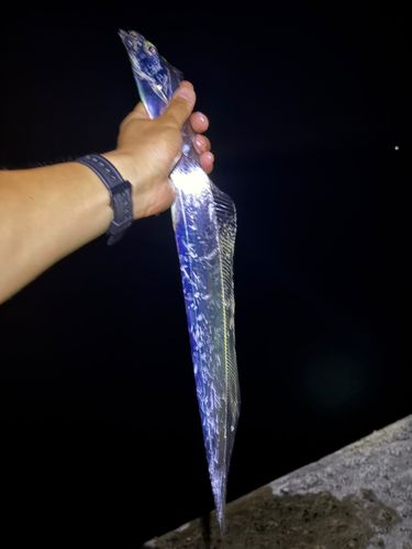釣果