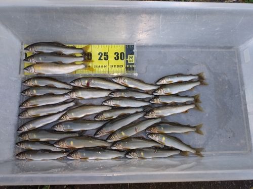 アユの釣果