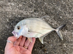 メッキの釣果