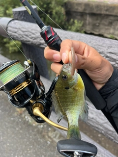 ブルーギルの釣果