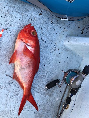 キンメダイの釣果