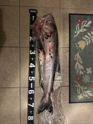 アキアジの釣果