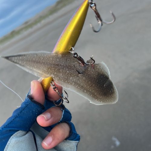 マサバの釣果