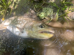 アメマスの釣果