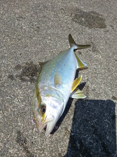 カンパチの釣果