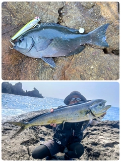 シイラの釣果
