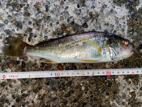 シログチの釣果