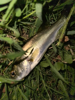 マルスズキの釣果
