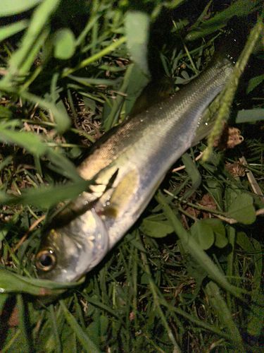 マルスズキの釣果