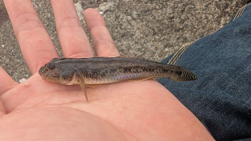 マハゼの釣果