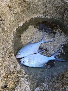 コバンアジの釣果