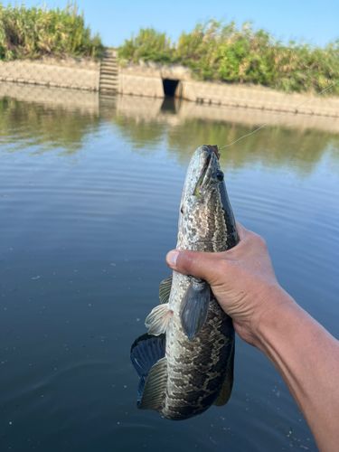 ライギョの釣果