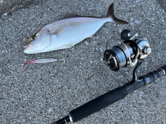 ネイリの釣果