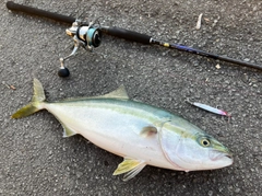 ハマチの釣果