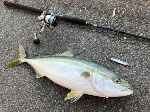 ハマチの釣果